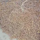 يتوفر لدينا حشف على السوم