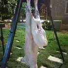 معلم شوي مشويات مشاوي