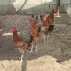 دجاج بلدي ديكوك فقط