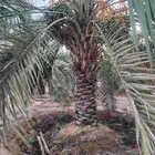 ثمرة تمر نخيل نخل سكري للبيع