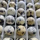 بيض سمان بلدي