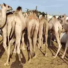 تاجر أو عمدك ملحمة وتدور قعدان طيبة بسعر مناسب موجود طلبك