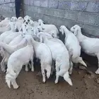 23خروف فل شحم ونظافه وشعره وشرط