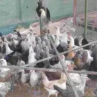 دجاج بلدي بشاير
