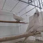 كروان البينو صافي العدد 6 ((تم البيع خارج الموقع))