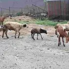 فريرة للبيع