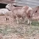كباشه 2 جدعيات الصحه ممتازه مد وعرص وضان مناتيج