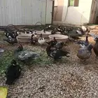 بط شهرمان مصري