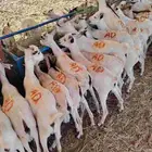 تيوس صومالي جذعان للتربيه 480