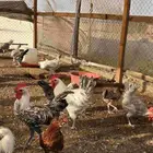 100 Chicken for Sale jeddah
