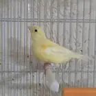 ذكر كناري صافي