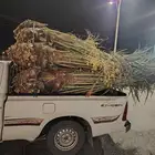 النخيل للبيع