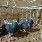 للبيع جوز زاجل