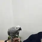 للبيغ ببغاء كاسكو