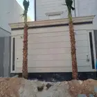 نخل واشنطني مراوح