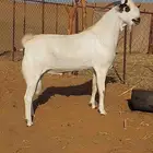 تيس بيشي اكحل فاخر