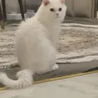 قط ذكر 5شهور تقريبا لتبني ضاحيه الملك فهد