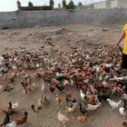 دجاج بلدي للبيع