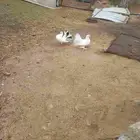 حمام للبيع