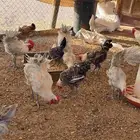 ديوك ودجاج للبيع العدد 100