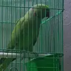 ذكر دره جاهز