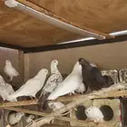 حمام مشكل