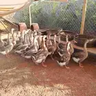 وز للبيع