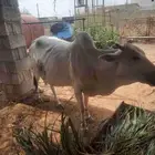 بقره للبيع
