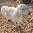 خروف حري طيب