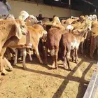 غنم سواكني حمري تربيه العدد 150 البيع جمله وتفريد