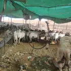 حلاق غنم المجمعه الارطاويه الغاط الزلفي