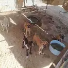 سلوقي السلاله انقليزي الواحد 800