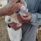 فحل حري جذع