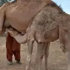 قعودين على حليب امهاتها سمان