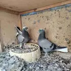 حمام قلابي قطايف ( تم البيع)