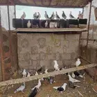 حمام قطايف وجلستر للبيع