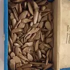 عوده محسنه درجه اولى