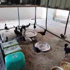 دجاج بي عمر تقريبا ثلاث شهور شهرين