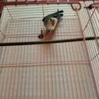 طير روز على الشرط