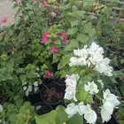 اجمل الازهار والنباتات المعمره داخل المدينه المنوره