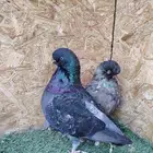 لنق فيس كلين جوزين