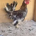 دجاج سينى ديك