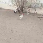 ديك ودجاج للبيع