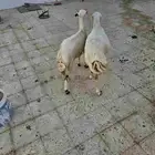 رفيديه يتبعها رخل.