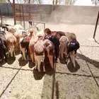 خرفان سواكني