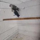 جوز روز منتج