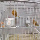 جوز كناري منتج معاه فرخين اللون مشمشي ماوردي