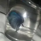 سمك الفايتر