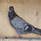 طبات حمام قطايف