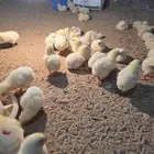 صوص لاحم للبيع عدد قريب 130